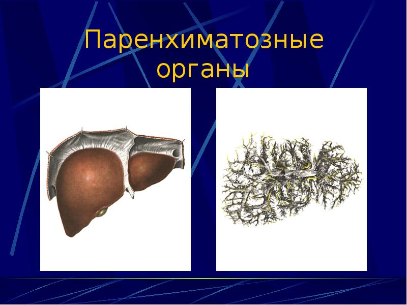 Строение паренхиматозных органов. Паренхиматозные органы. Паренхиматозные внутренние органы. Почки паренхиматозный орган. Паренхиматозный Тип строения.