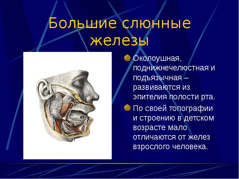 Околоушная железа является железой. Околоушная слюнные железы анатомия человека. Подъязычная железа анатомия. Подъязычная железа околоушная. Околоушная железа анатомия топография.
