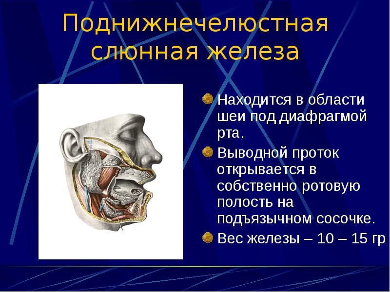 Железа рта. Выводной проток околоушной слюнной железы. Протоки поднижнечелюстной и подъязычной слюнных желез..