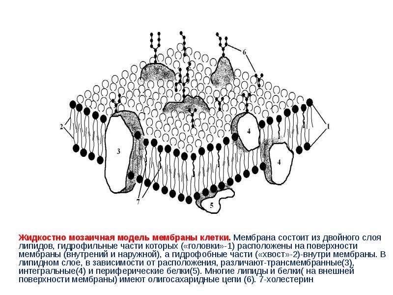 Жидкостно мозаичная модель мембраны клетки. Мембрана состоит из двойного слоя липидов, гидрофильные