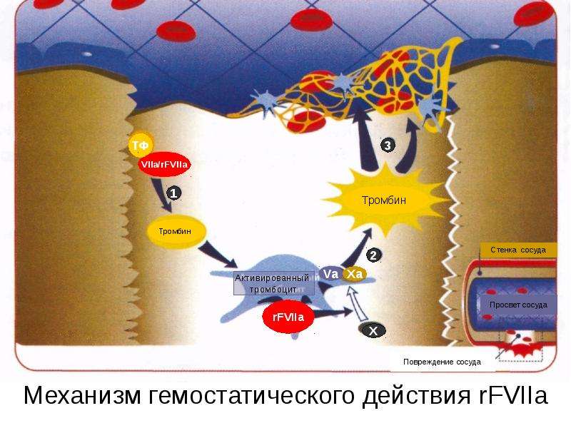 Механизм гемостатического действия rFVIIa