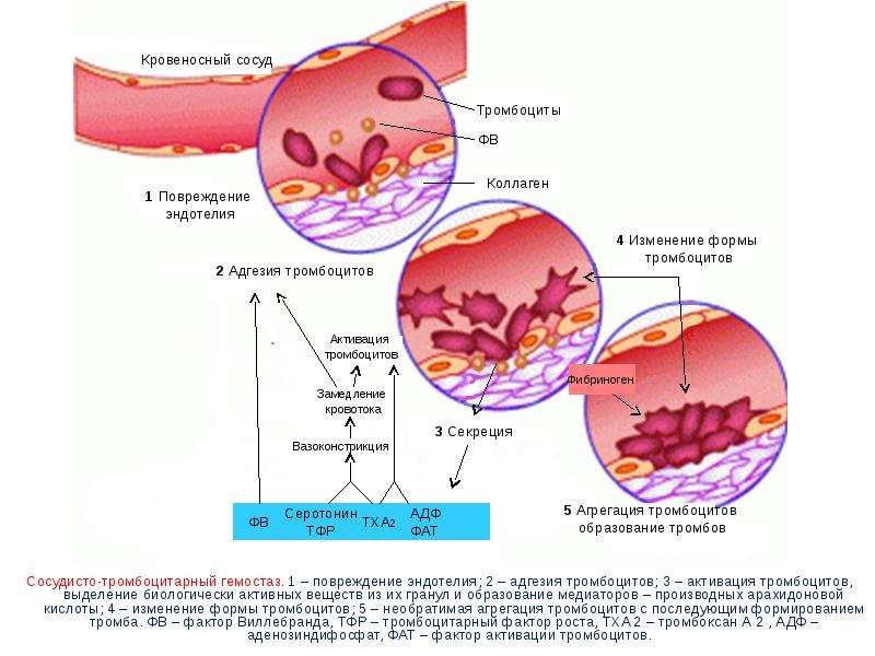 Сосудисто-тромбоцитарный гемостаз. 1 – повреждение эндотелия; 2 – адгезия тромбоцитов; 3 – активация