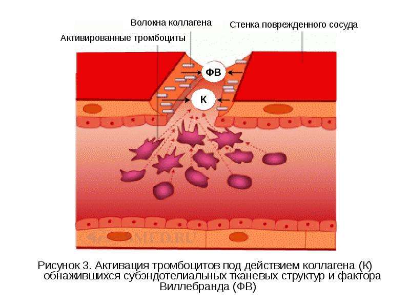 Рисунок 3. Активация тромбоцитов под действием коллагена (К) обнажившихся субэндотелиальных тканевых