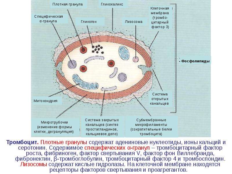 Тромбоцит. Плотные гранулы содержат адениновые нуклеотиды, ионы кальций и серотонин. Содержимое спец