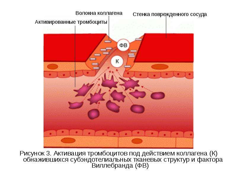 Гомеостаз картинки огэ