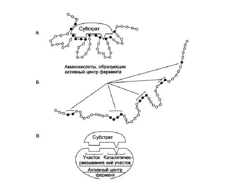 Активный центр фермента. Структура активного центра фермента. Схема активного центра фермента. Строение активного центра ферментов. Активный центр фермента схема по Малеру и Кордесу.