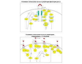 Pathways RTK and GPCR