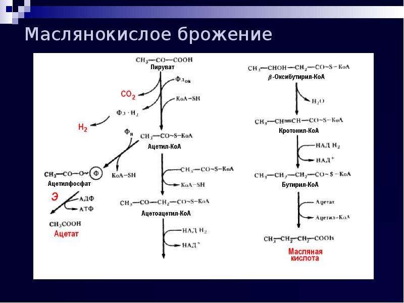 Схема ацетонобутиловое брожение