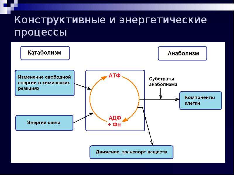 Энергетический процесс. Основы энергетических процессов в организме. Энергетический процесс схема. Энергетический процесс в цепи. Энергетический путь процесса.