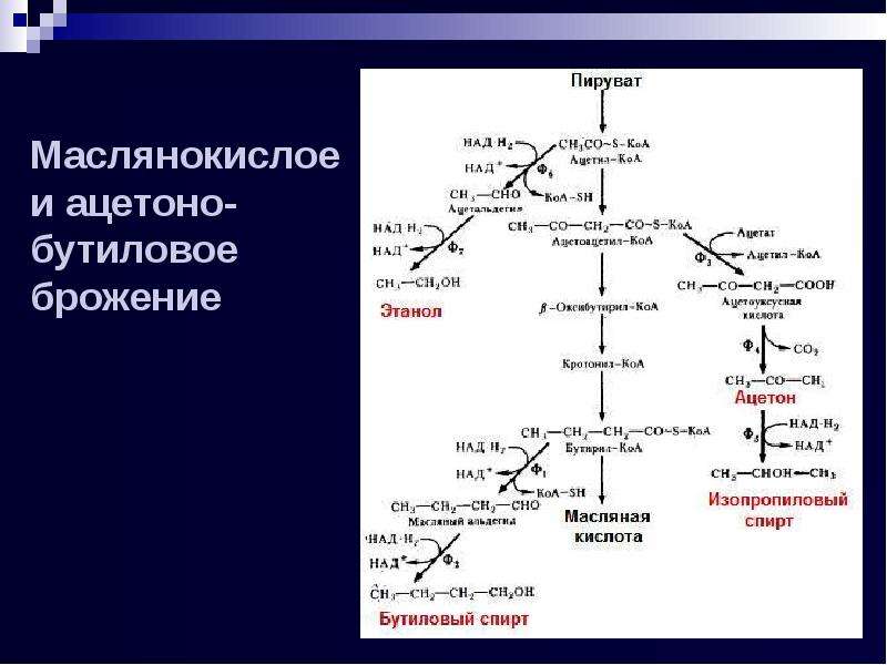 Маслянокислое брожение схема