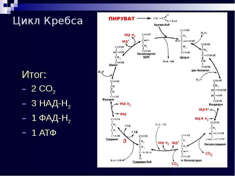 Цикл кребса фото