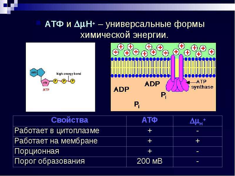 Химическая форма энергии. Химическая энергия это АТФ. АТФ У прокариот. Формы энергии химия. Мезо форма в химии.