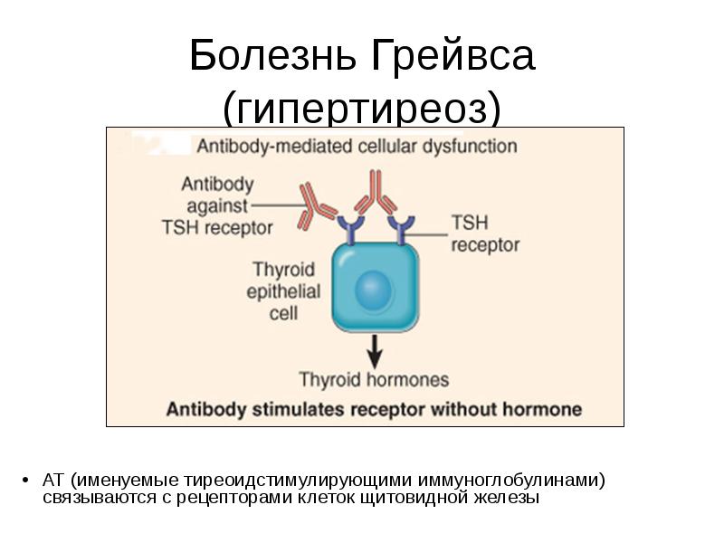 Болезнь грейвса