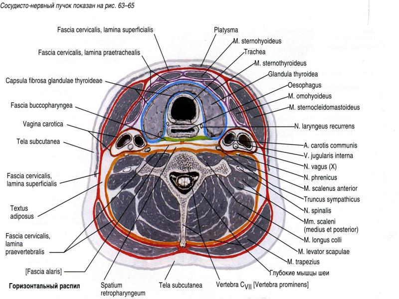 Анатомия шеи человека в картинках с описанием