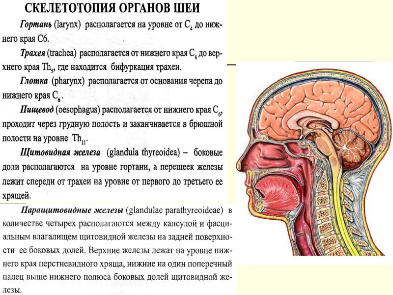 Анатомия шеи человека в картинках с описанием