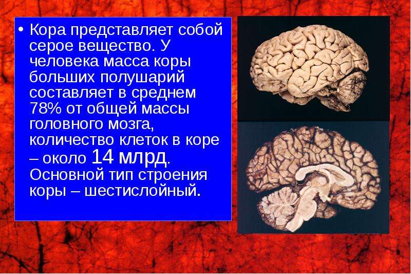 Скопления серого вещества головного мозга. Серое вещество больших полушарий. Серое вещество коры. Серое вещество коры мозга. Серое вещество больших полушарий представлено.