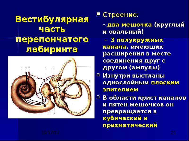 Вестибулярный орган слуха