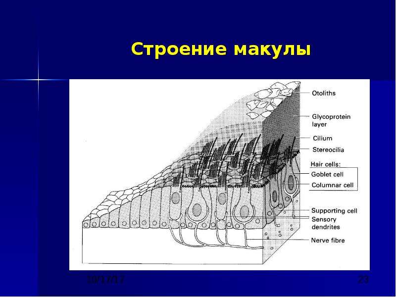 23 строение