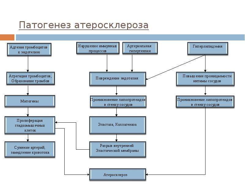   Патогенез атеросклероза
