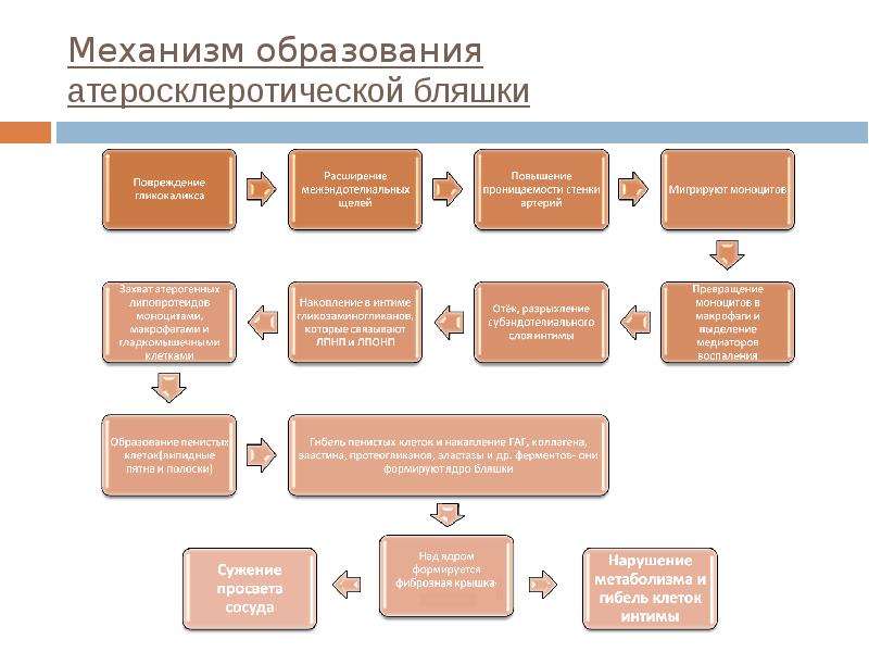   Механизм образования атеросклеротической бляшки
