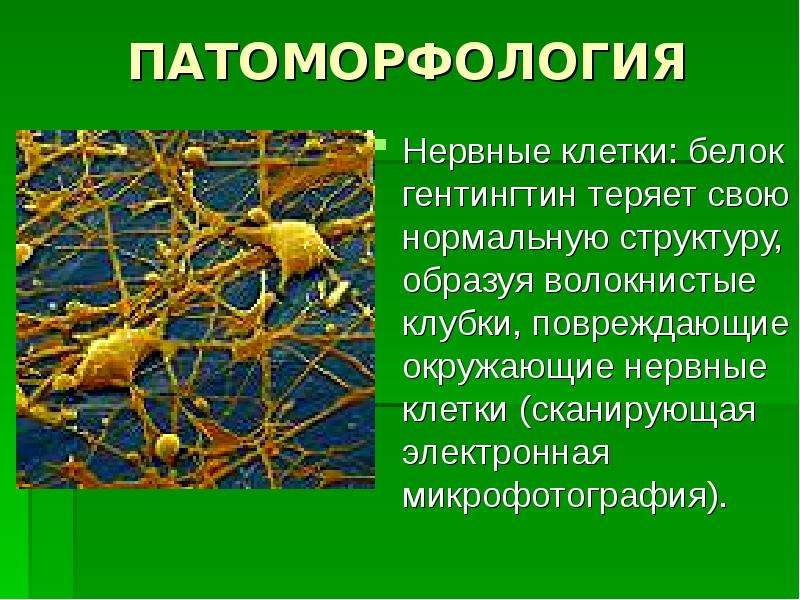 Окружают нервные клетки. Белок гентингтин. Гентингтин.