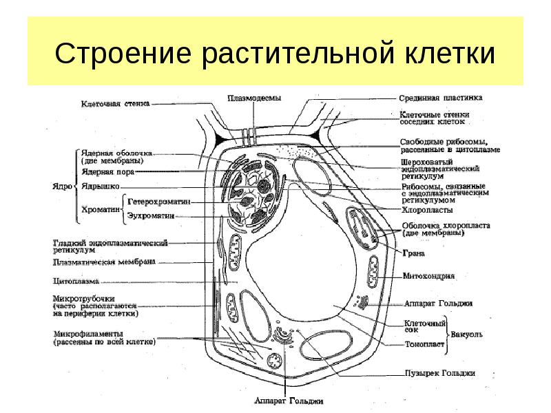 Рассмотрите рисунок растительной клетки какая структура клетки обозначена на рисунке а 1 вариант