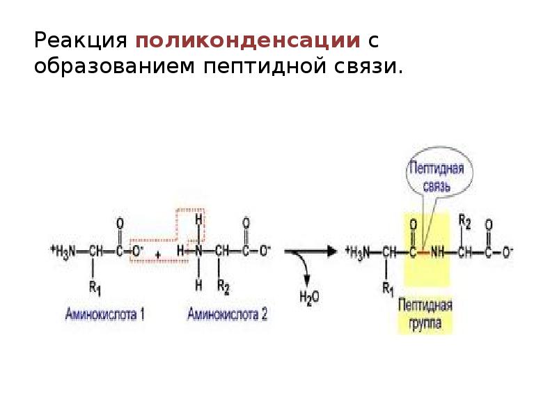 Применение аминокислот презентация