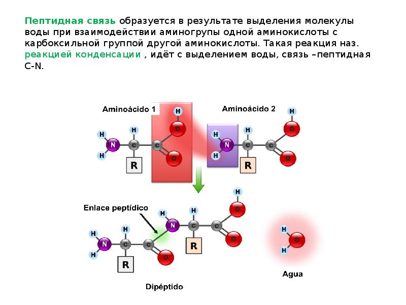 Молекула воды образована связью. Схема образования пептидной связи в молекуле белка. Пептидная связь образуется при взаимодействии групп:. Пептидная связь формируется при взаимодействии глицина с. Как образуется пептидная связь.