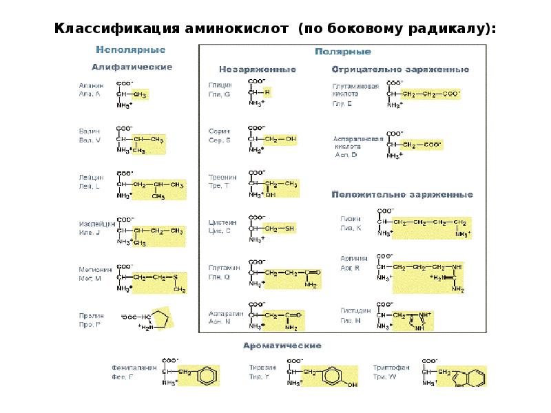 Аминокислоты план конспект урока