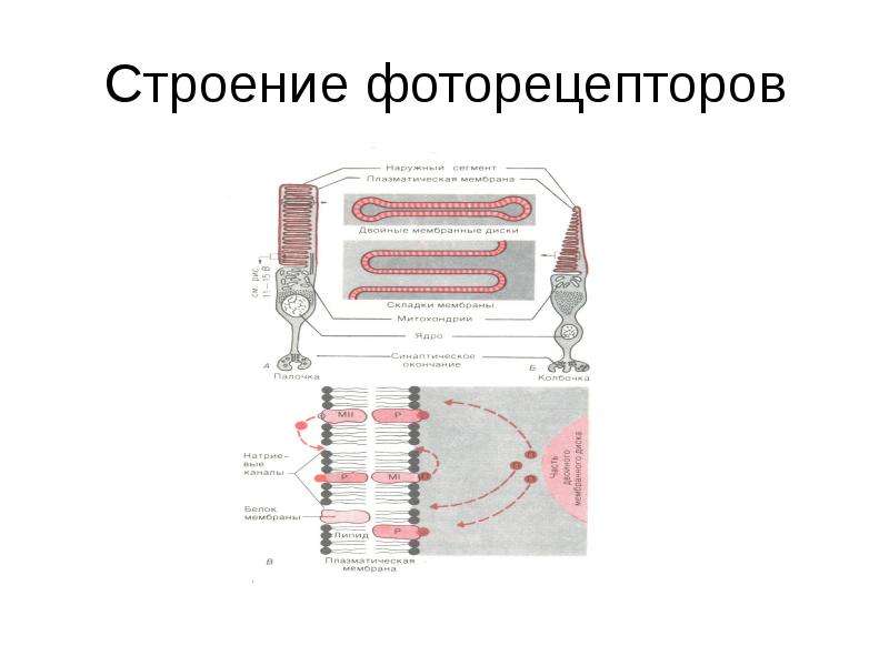 Схема сенсорные преобразования в фоторецепторах