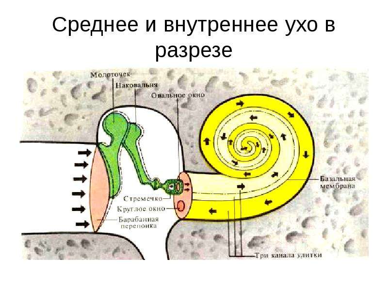 Укажите какие отделы зрительного анализатора отмечены на рисунке цифрами 1 и 2 назовите