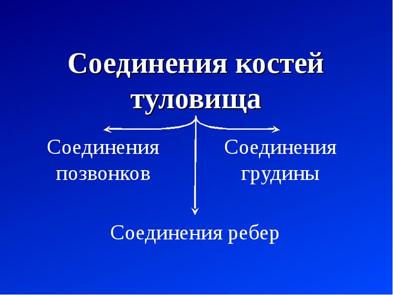 Соединения тела. Соединение костей туловища. Классификация соединений костей туловища. Соединение костей туловише. Соединение костей туловища таблица.