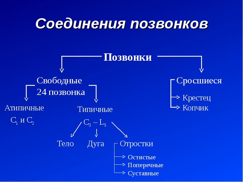 Соединение костей туловища. Типичные соединения анатомия. Граф структура соединения костей туловища. Гайворонский анатомия соединения костей.