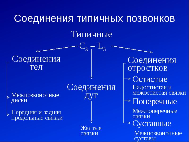 Соединения туловища