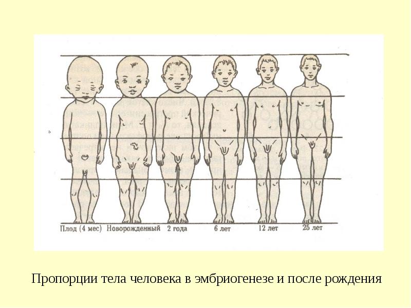 Онтогенез воображения