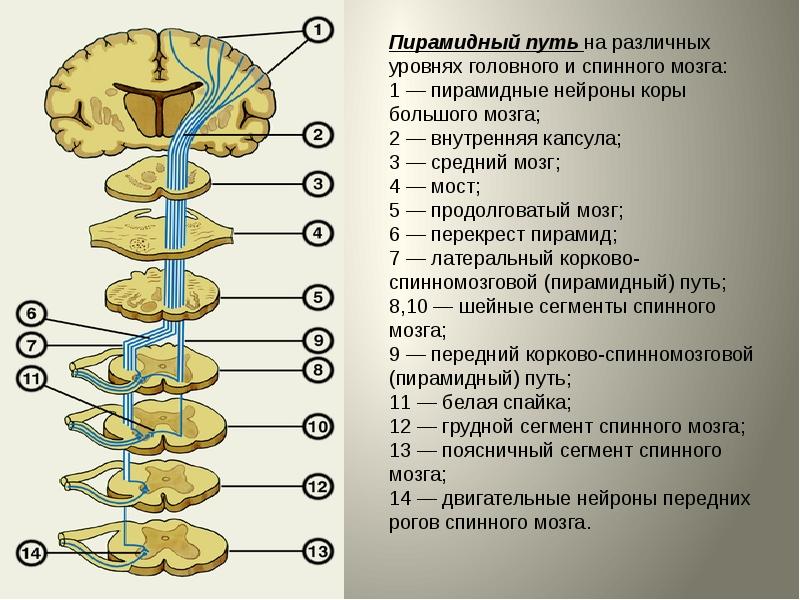 Проводящие системы головного мозга. Перекрест пирамидного пути. Проводящие пути спинного мозга анатомия. Методы исследования пирамидного пути. Схема основных проводящих путей спинного мозга.