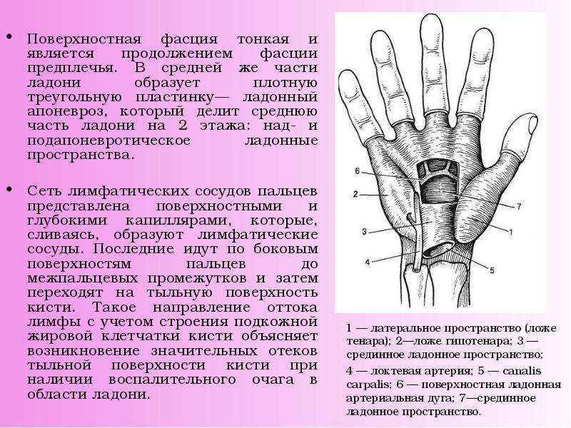 Переднюю стенку срединного ложа кисти составляет