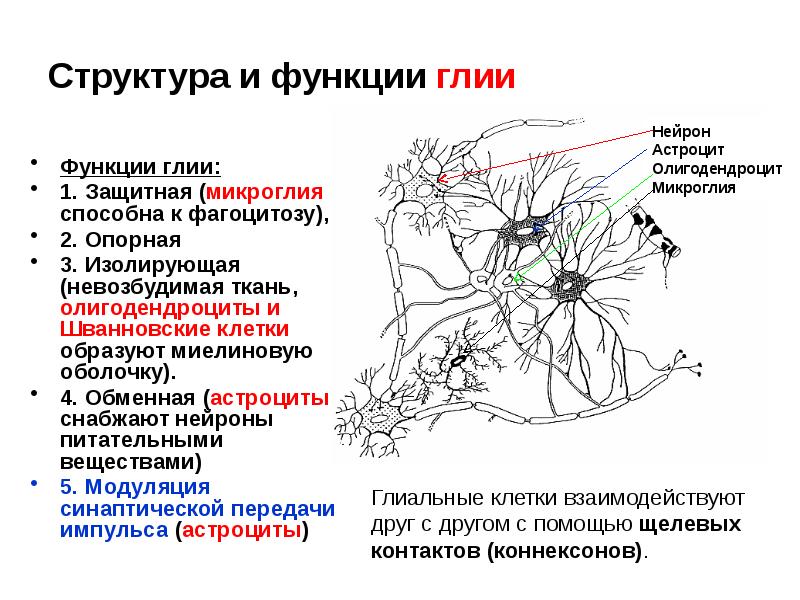 Функции астроцитов. Глия структура и функции. Нейроны и глия строение и функции. Нейроглия строение и функции. Астроциты глия.