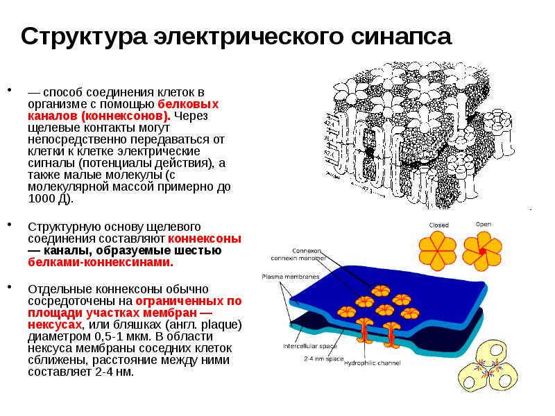 Соединяет клетки. Коннексины и коннексоны. Строение Нексуса. Щелевые контакты строение. Нексус щелевой контакт.