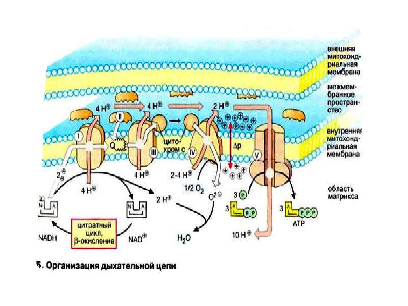 Процесс биологического окисления и дыхания осуществляется в. Схема биологического окисления дыхательная цепь. Биологическое окисление биохимия схема. Биологическое окисление дыхательная цепь. Цепь переноса электронов биологическое окисление.