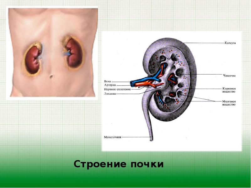 Строение стенки почечных чашек и лоханки