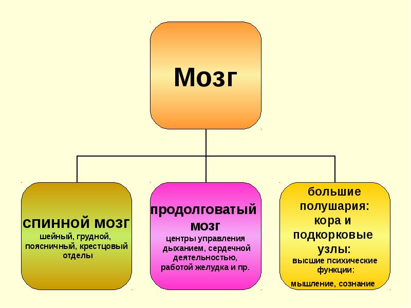 Высшая нервная деятельность презентация 9 класс