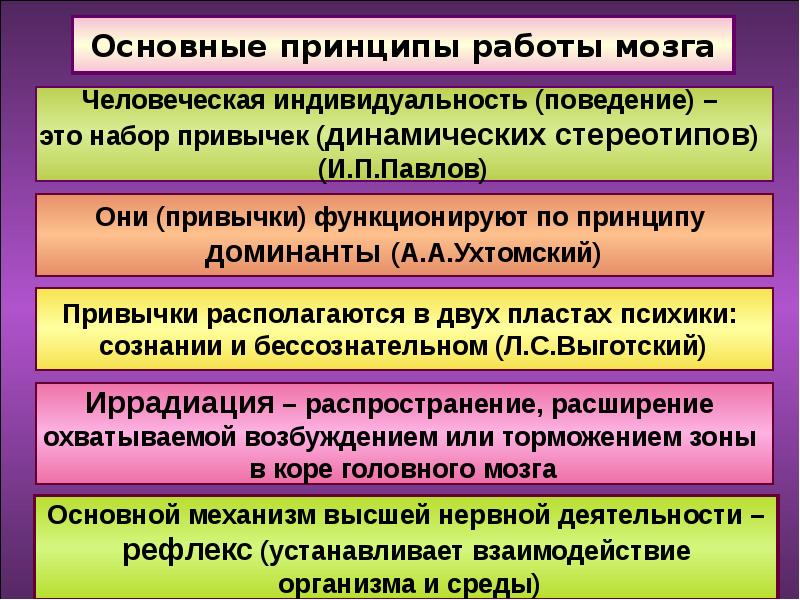 Принципы функционирования. Принципы работы мозга. Общие принципы функционирования мозга. Принцип работы человеческого мозга. Теории работы мозга.