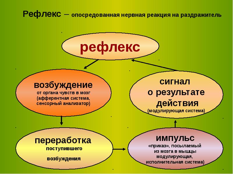 Презентация на тему особенности высшей нервной деятельности человека познавательные процессы