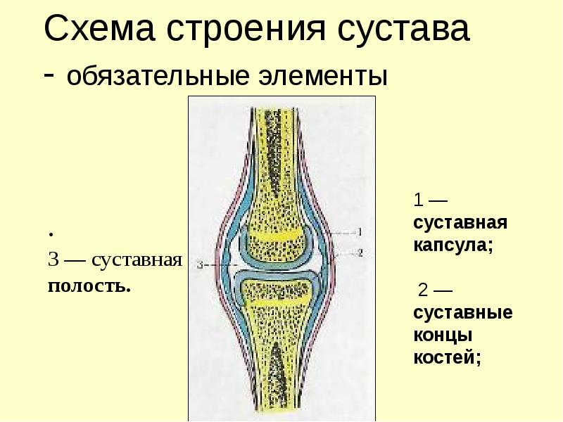 Общий план строения сустава