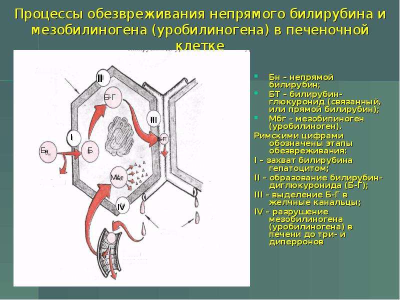 Схема обезвреживания билирубина