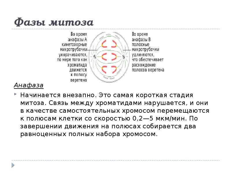 Расхождение сестринских хроматид к полюсам клетки мейоз