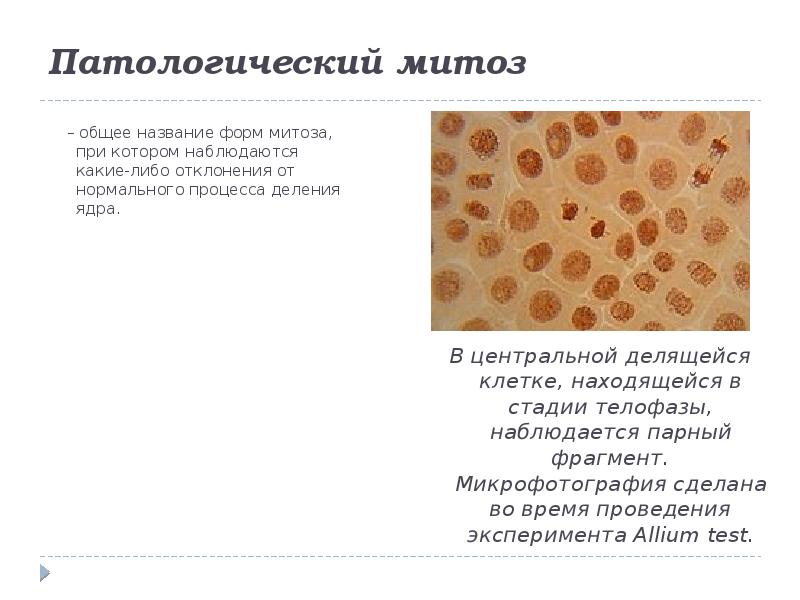 Единичные митозы. Патологический митоз. Патологии митоза. Формы патологии митоза. Патология митоза примеры.