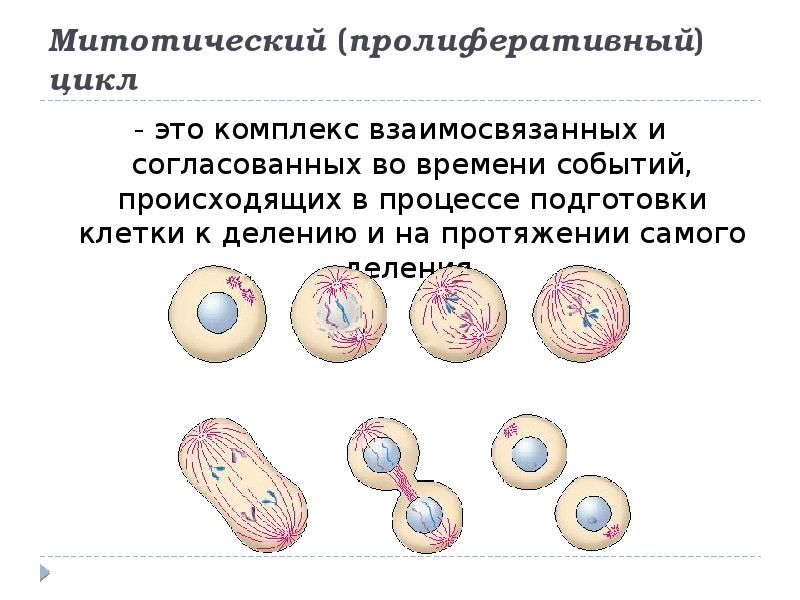 Патологический митоз рисунок