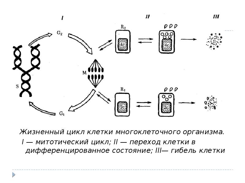 Клеточный цикл схема